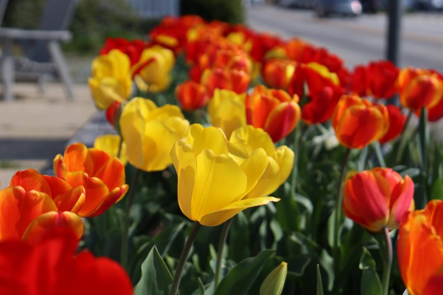 Spring in CalCo