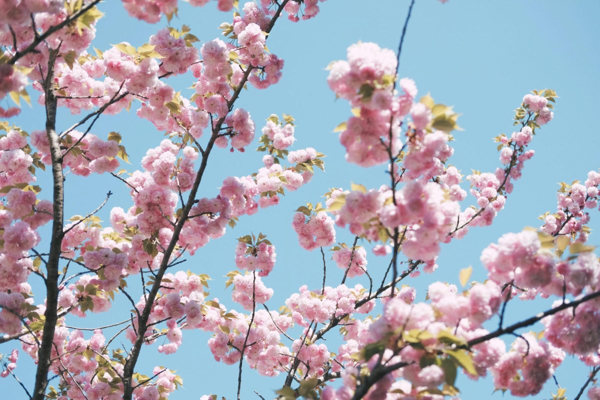 www.pexels.com/photo/close-up-of-cherry-blossoms-2187419/