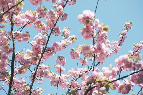 www.pexels.com/photo/close-up-of-cherry-blossoms-2187419/