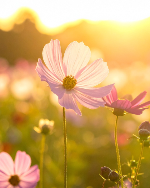 Spring Events in Southern Maryland